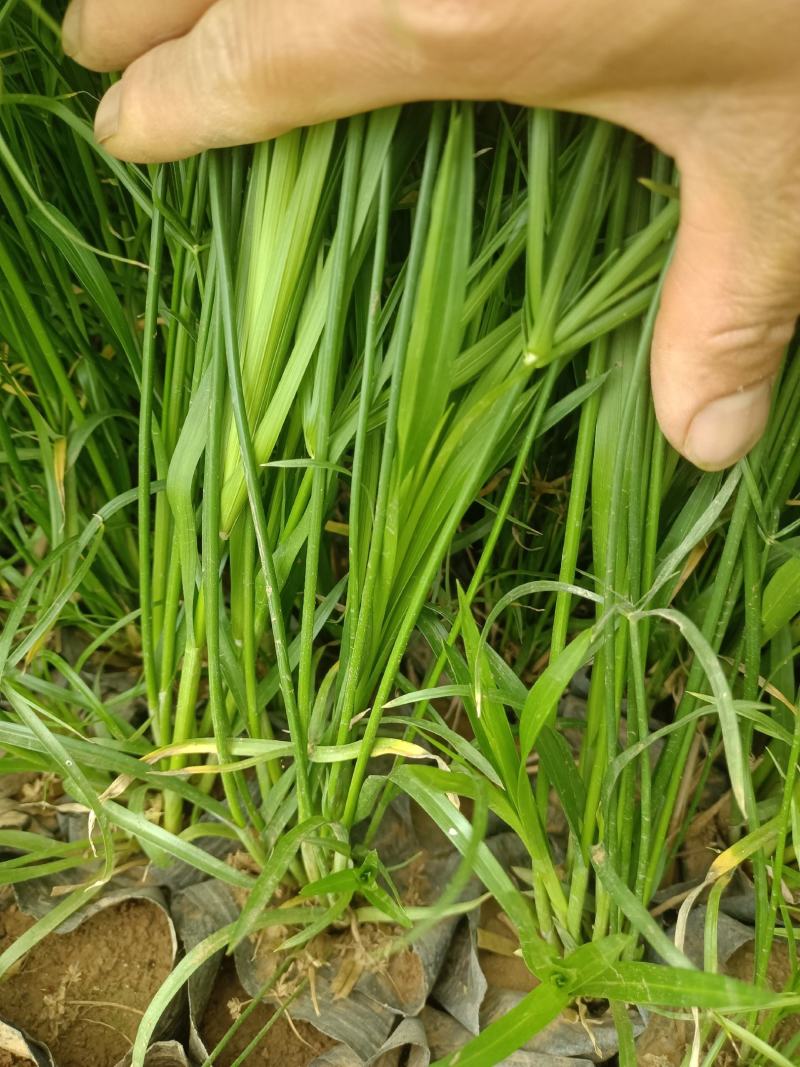 百万水生植物基地常年供应挺水植物旱伞草(风车草、水竹)