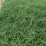 百万水生植物基地常年供应挺水植物旱伞草(风车草、水竹)