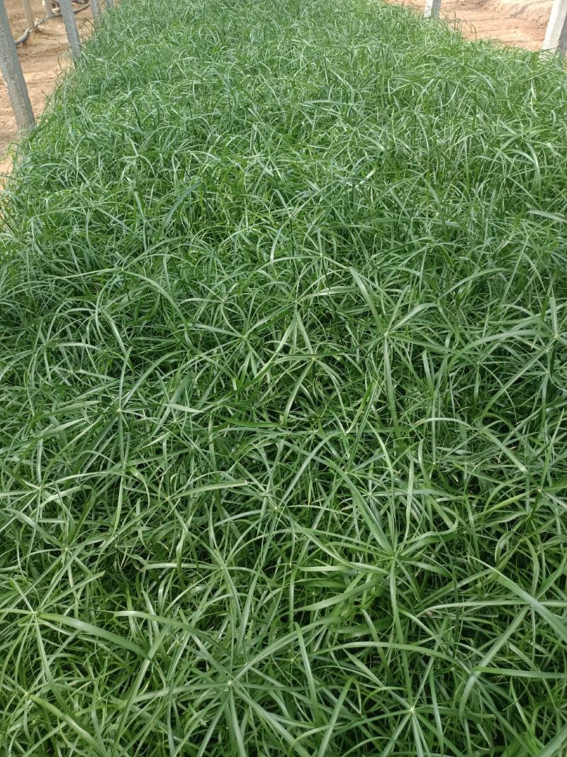 百万水生植物基地常年供应挺水植物旱伞草(风车草、水竹)