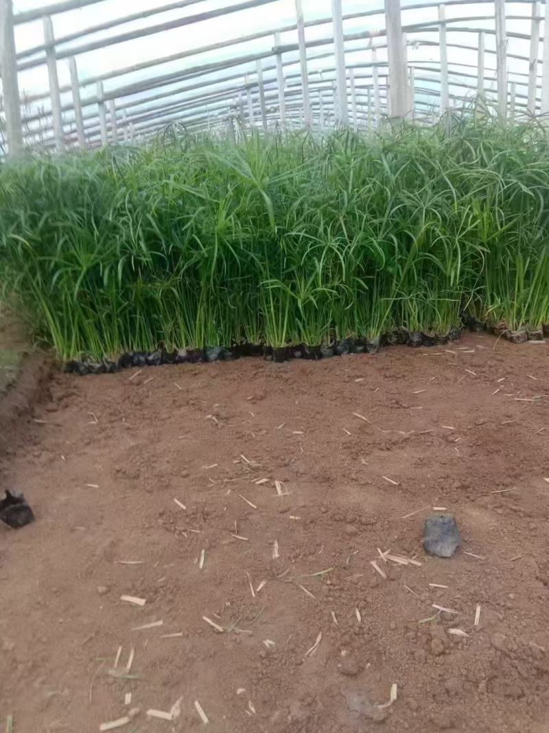 百万水生植物基地常年供应挺水植物旱伞草(风车草、水竹)