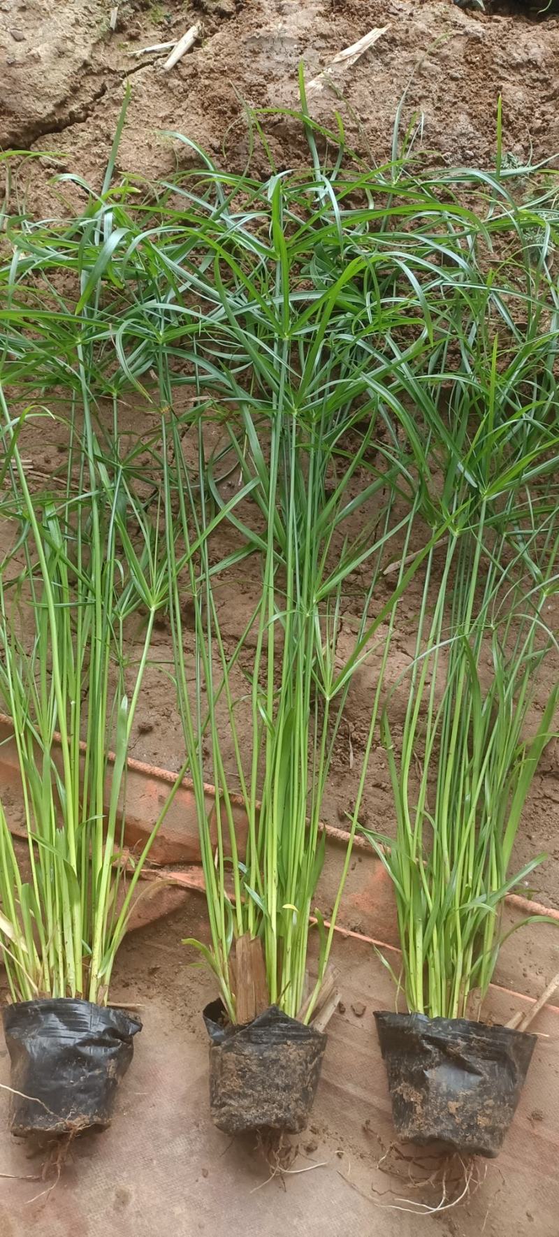 百万水生植物基地常年供应挺水植物旱伞草(风车草、水竹)
