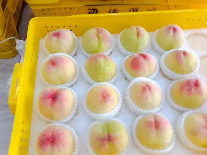 无锡阳山水蜜桃量大质优基地直销价格优惠一手货源