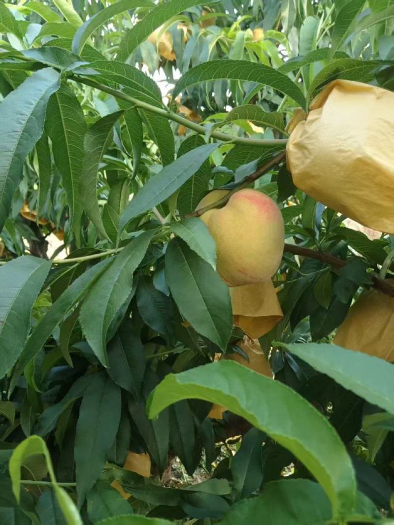 无锡阳山水蜜桃量大质优基地直销价格优惠一手货源