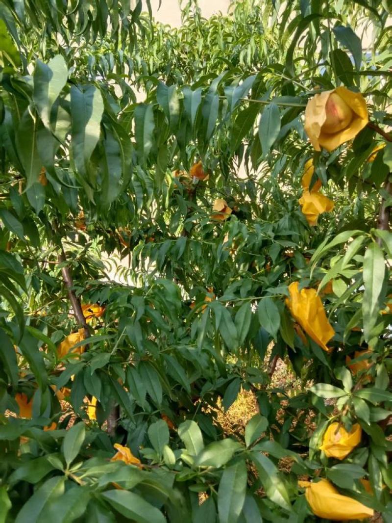 无锡阳山水蜜桃量大质优基地直销价格优惠一手货源