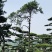 退林还耕，图斑限期退林骨折价出售小造型松100棵