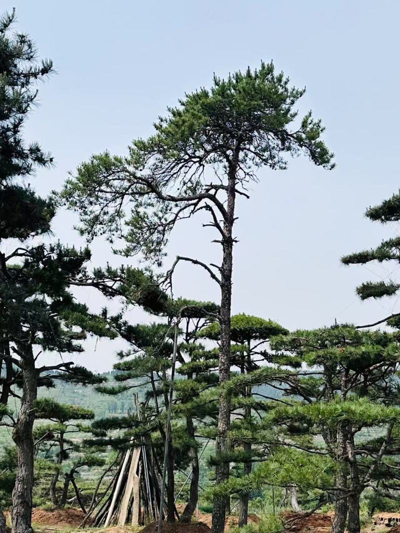 退林还耕，图斑限期退林骨折价出售小造型松100棵
