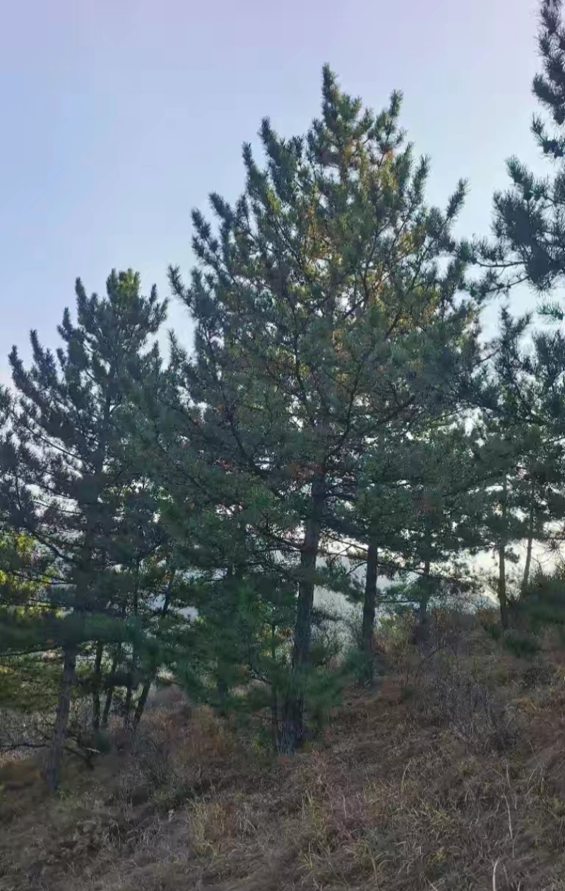 退林还耕，图斑限期退林骨折价出售小造型松100棵