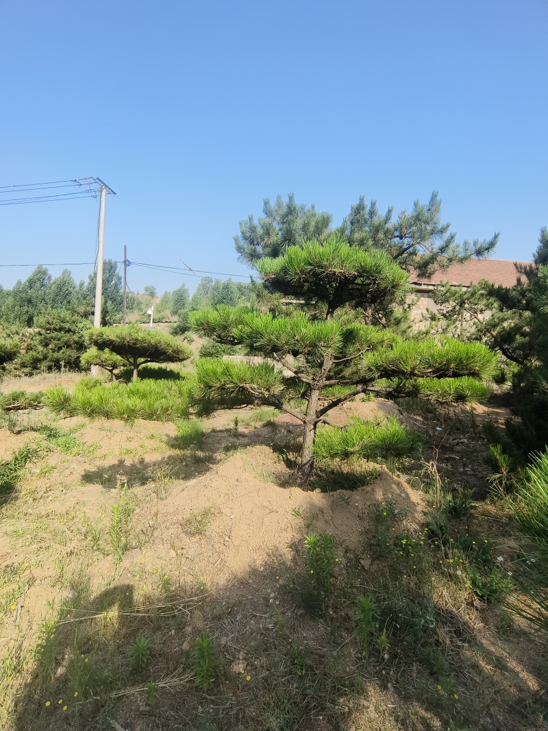 退林还耕，图斑限期退林骨折价出售小造型松100棵