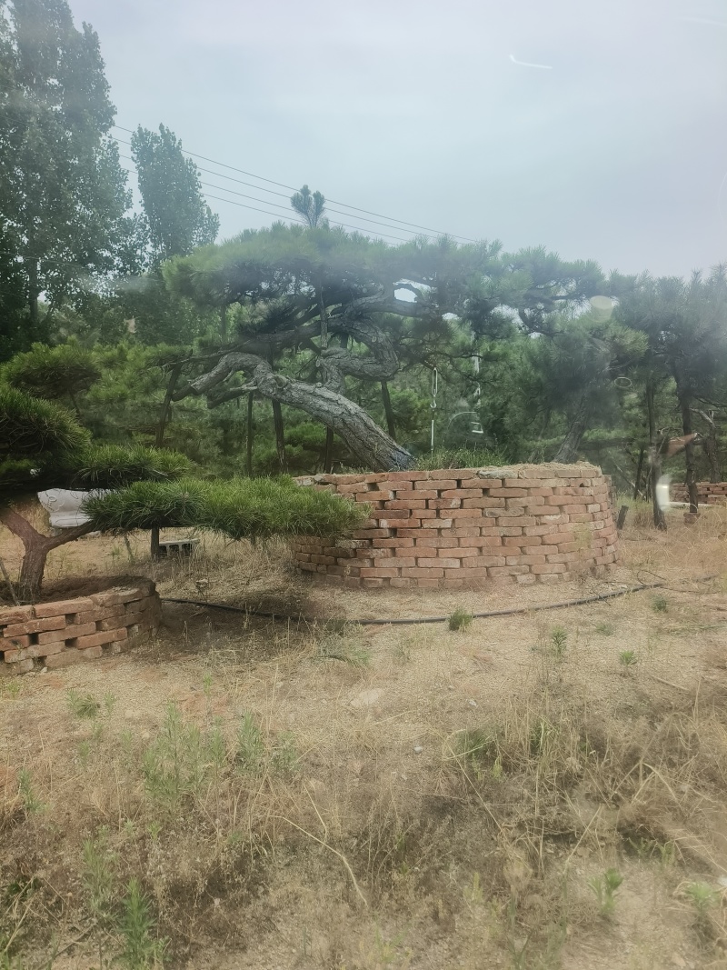 退林还耕，图斑限期退林骨折价出售小造型松100棵