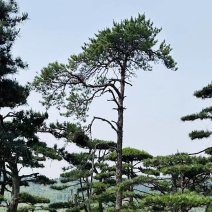 退林还耕，图斑限期退林骨折价出售小造型松100棵