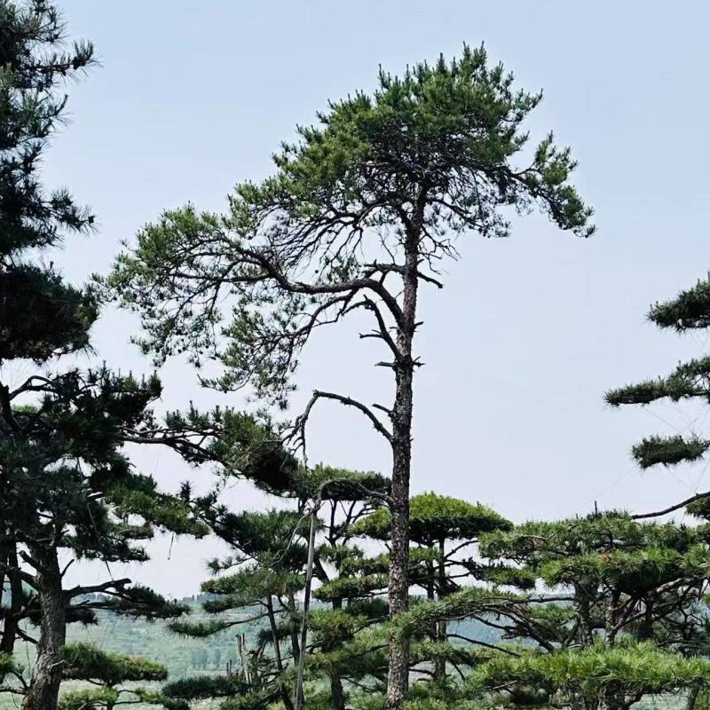 退林还耕，图斑限期退林骨折价出售小造型松100棵