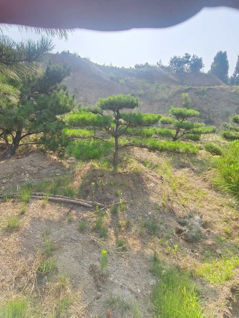 退林还耕，图斑限期退林骨折价出售小造型松100棵