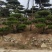 退林还耕，图斑限期退林骨折价出售小造型松100棵