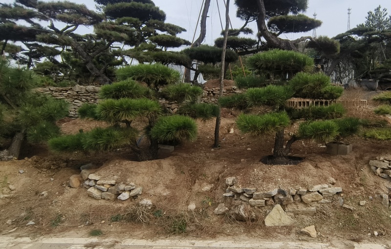 退林还耕，图斑限期退林骨折价出售小造型松100棵