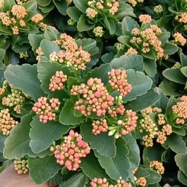 精品长寿花