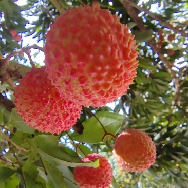 产地现摘桂味，对接市场电商，欢迎来️电