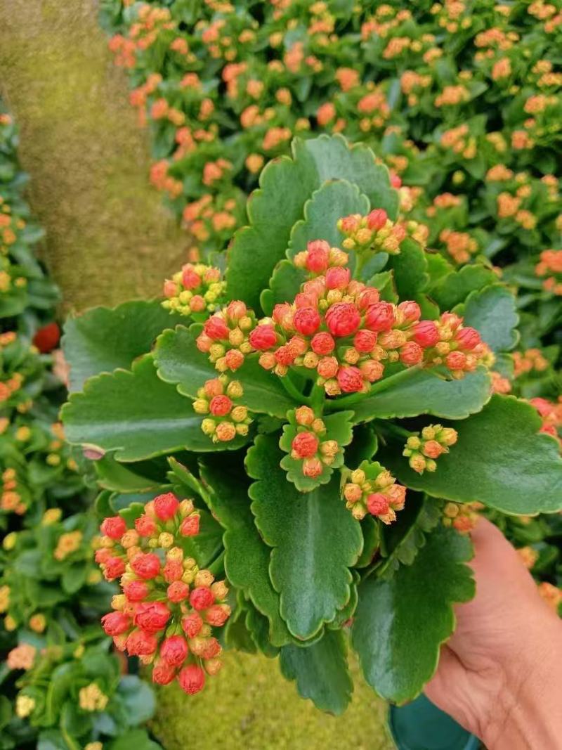 精品长寿花