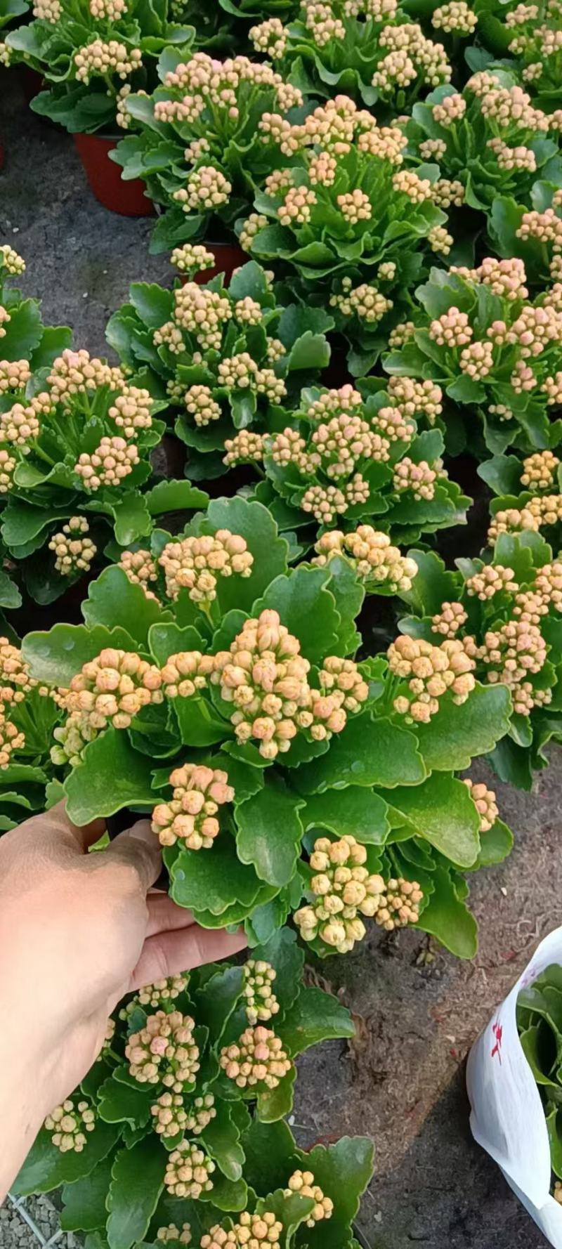 精品长寿花