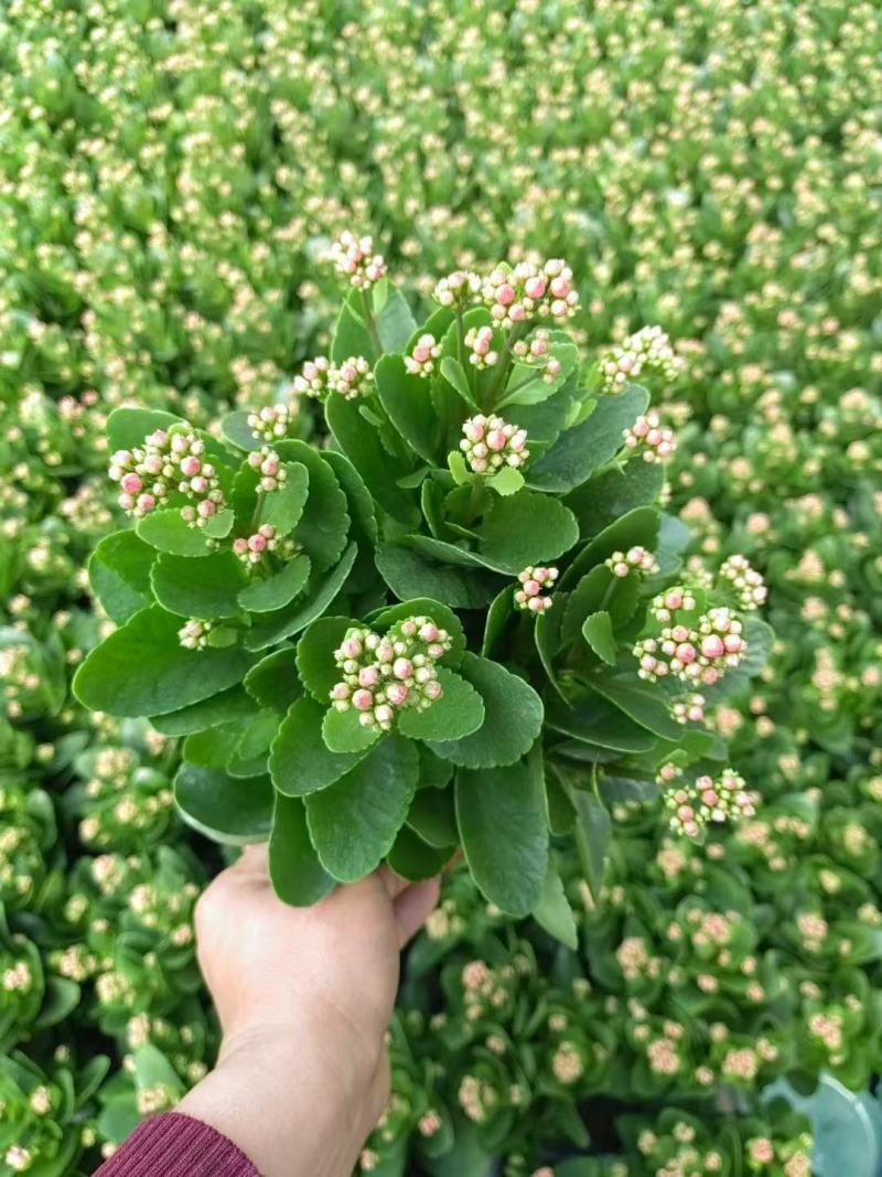 精品长寿花