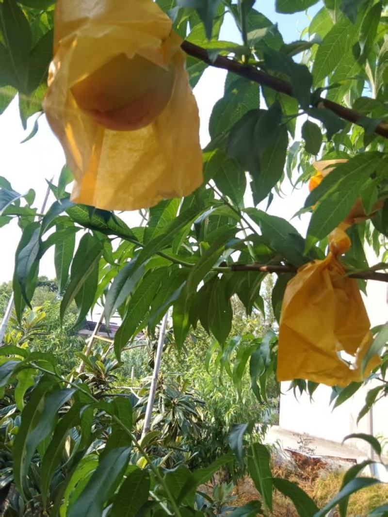 无锡水蜜桃大量供货，礼盒装，不包邮代发顺丰