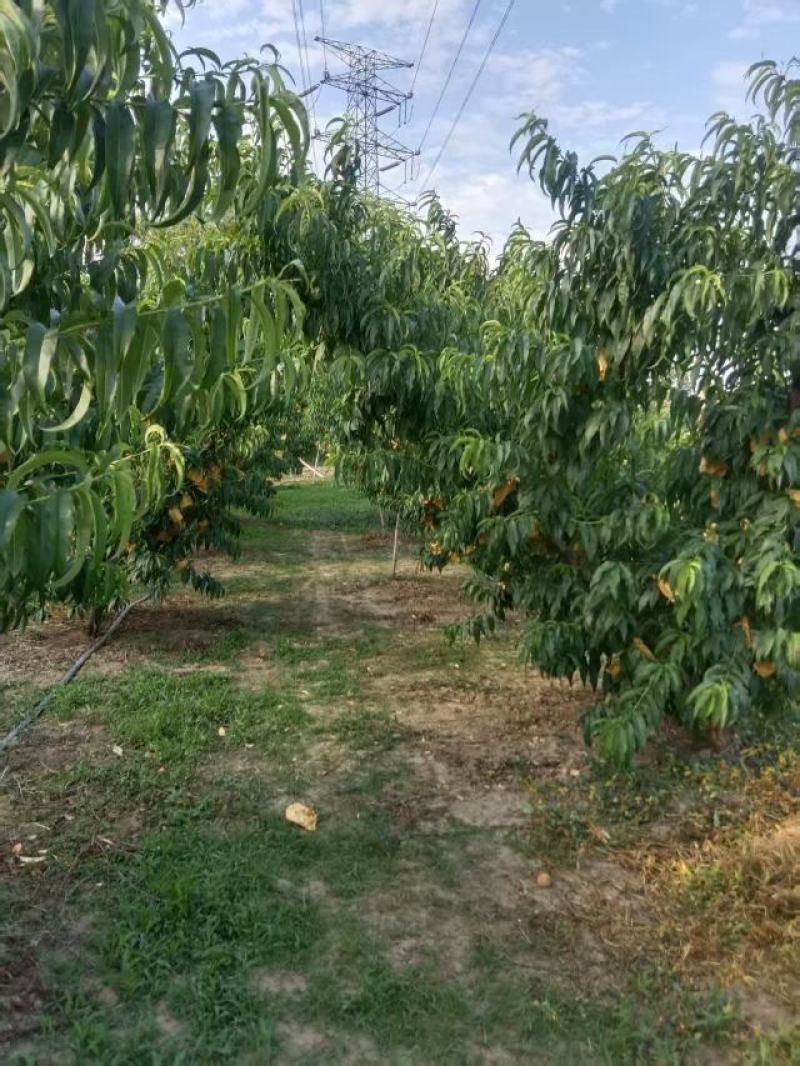 无锡水蜜桃大量供货，礼盒装，不包邮代发顺丰