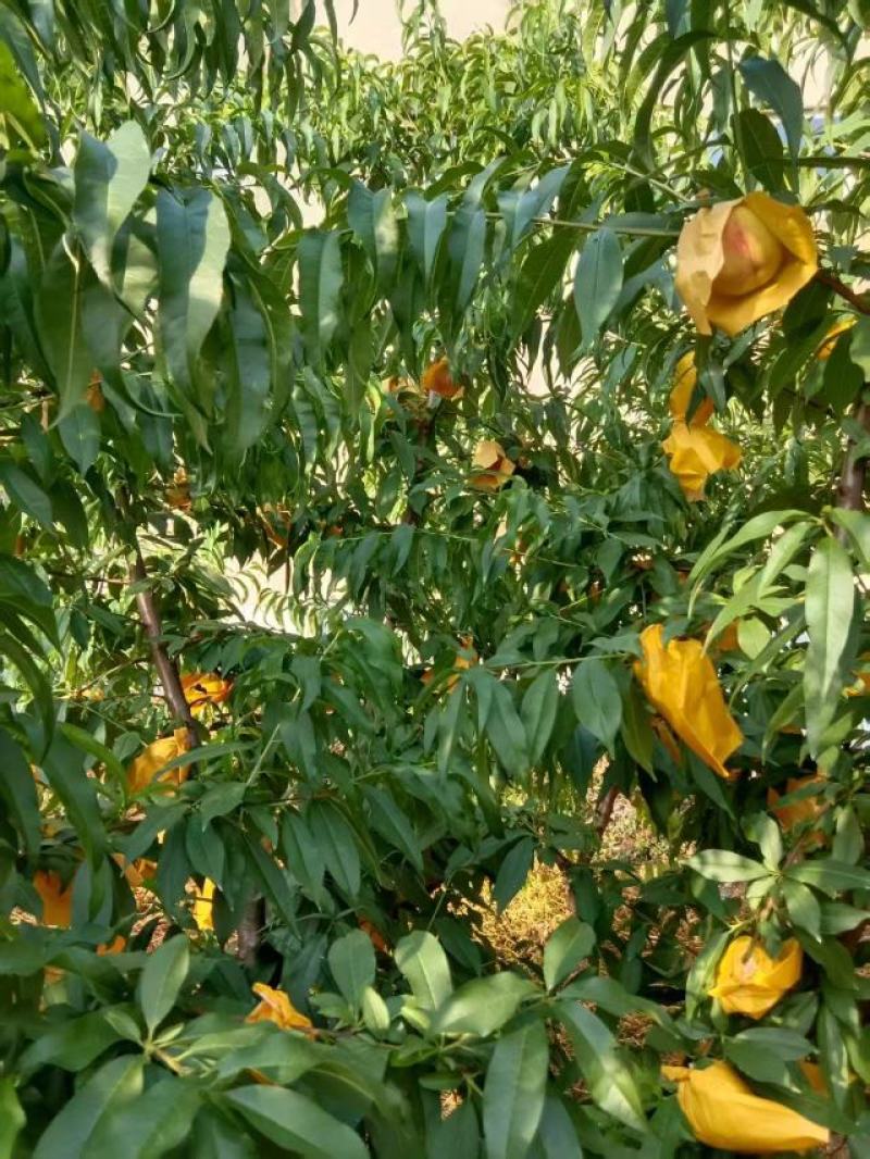 无锡水蜜桃大量供货，礼盒装，不包邮代发顺丰