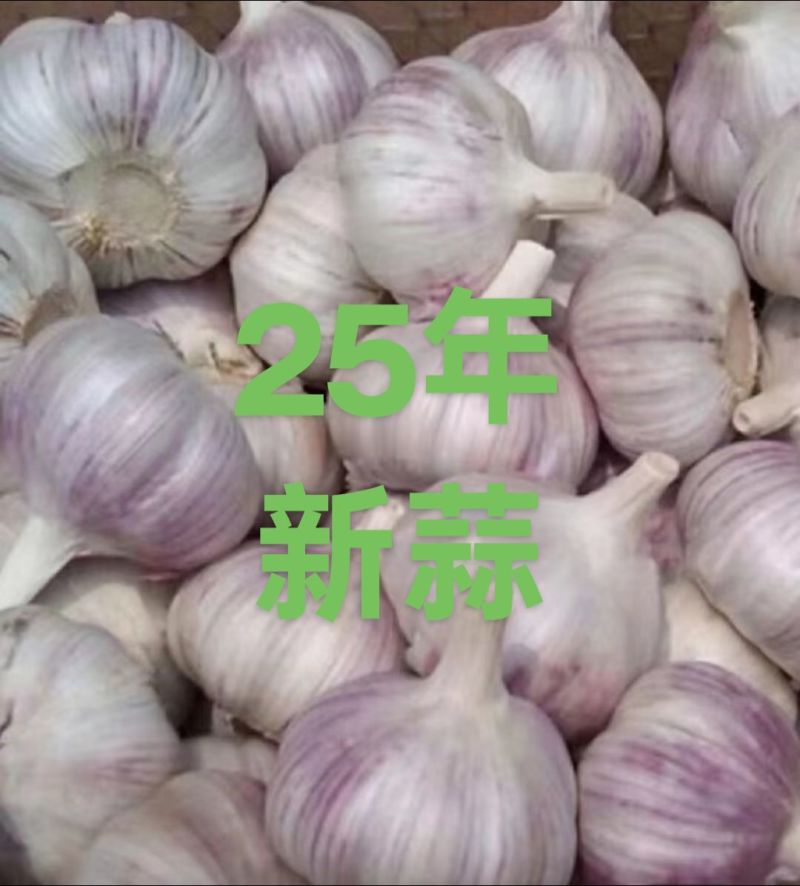 山东大蒜紫皮蒜保质保量全国物流发货