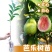 正宗番石榴红宝石巴乐大果嫁接高产