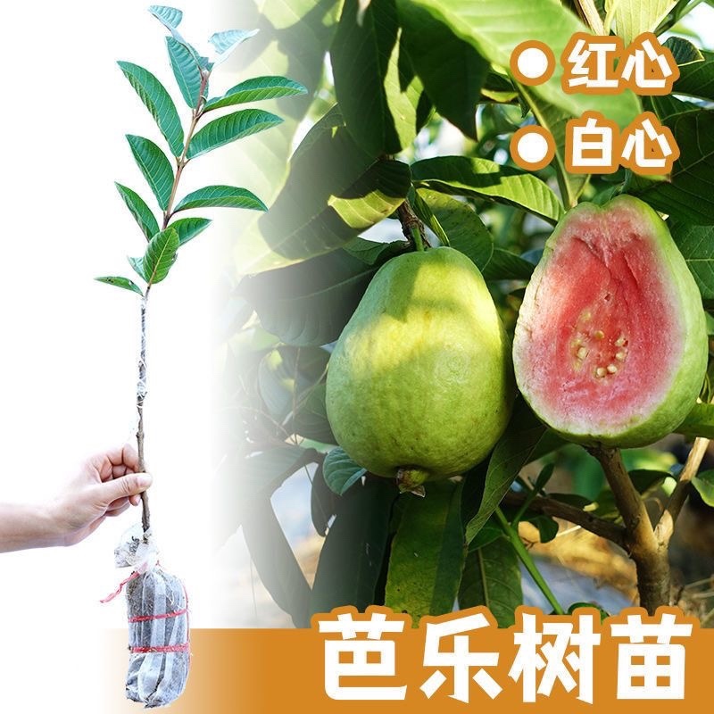 正宗番石榴红宝石巴乐大果嫁接高产