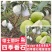 正宗番石榴红宝石巴乐大果嫁接高产
