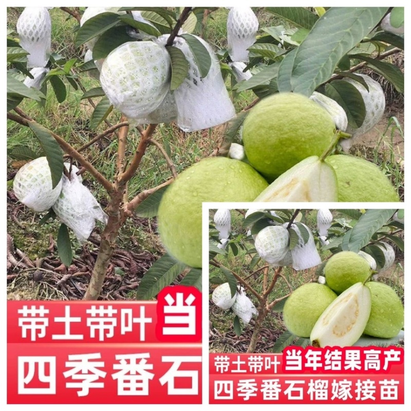 正宗番石榴红宝石巴乐大果嫁接高产