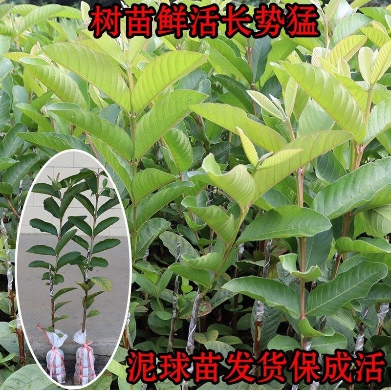 正宗番石榴红宝石巴乐大果嫁接高产