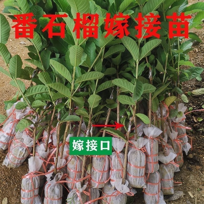 正宗番石榴红宝石巴乐大果嫁接高产