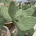 四川雅安仙人掌种植片大量上市品质保障可电话联系