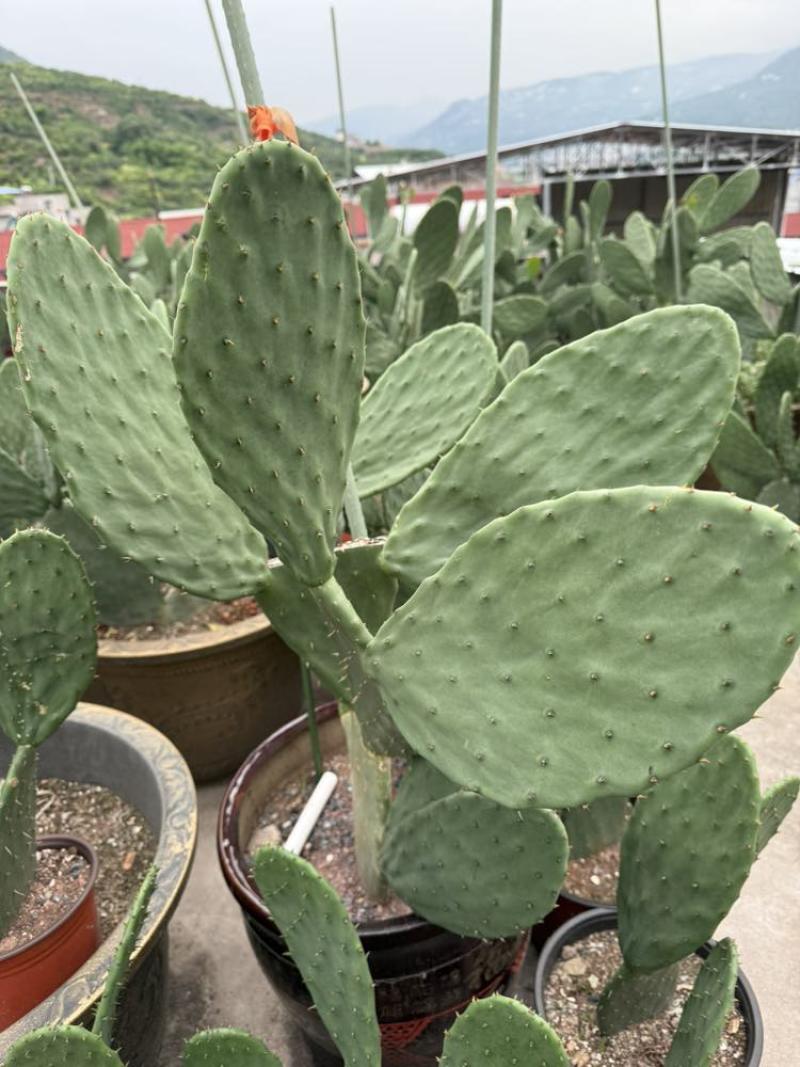 四川雅安仙人掌种植片大量上市品质保障可电话联系