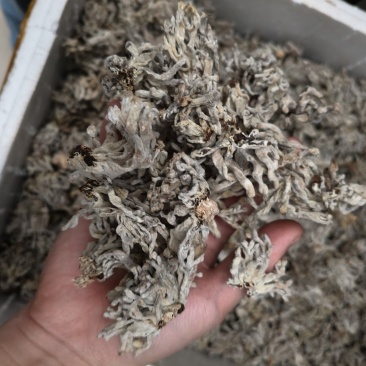 龙爪菇干货基地直销猫爪菇珊瑚菌干货