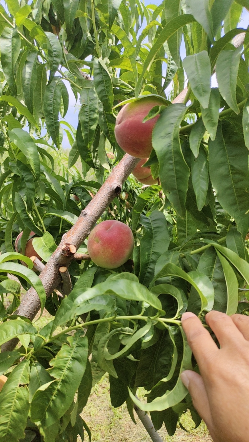 山东临朐突围蜜桃