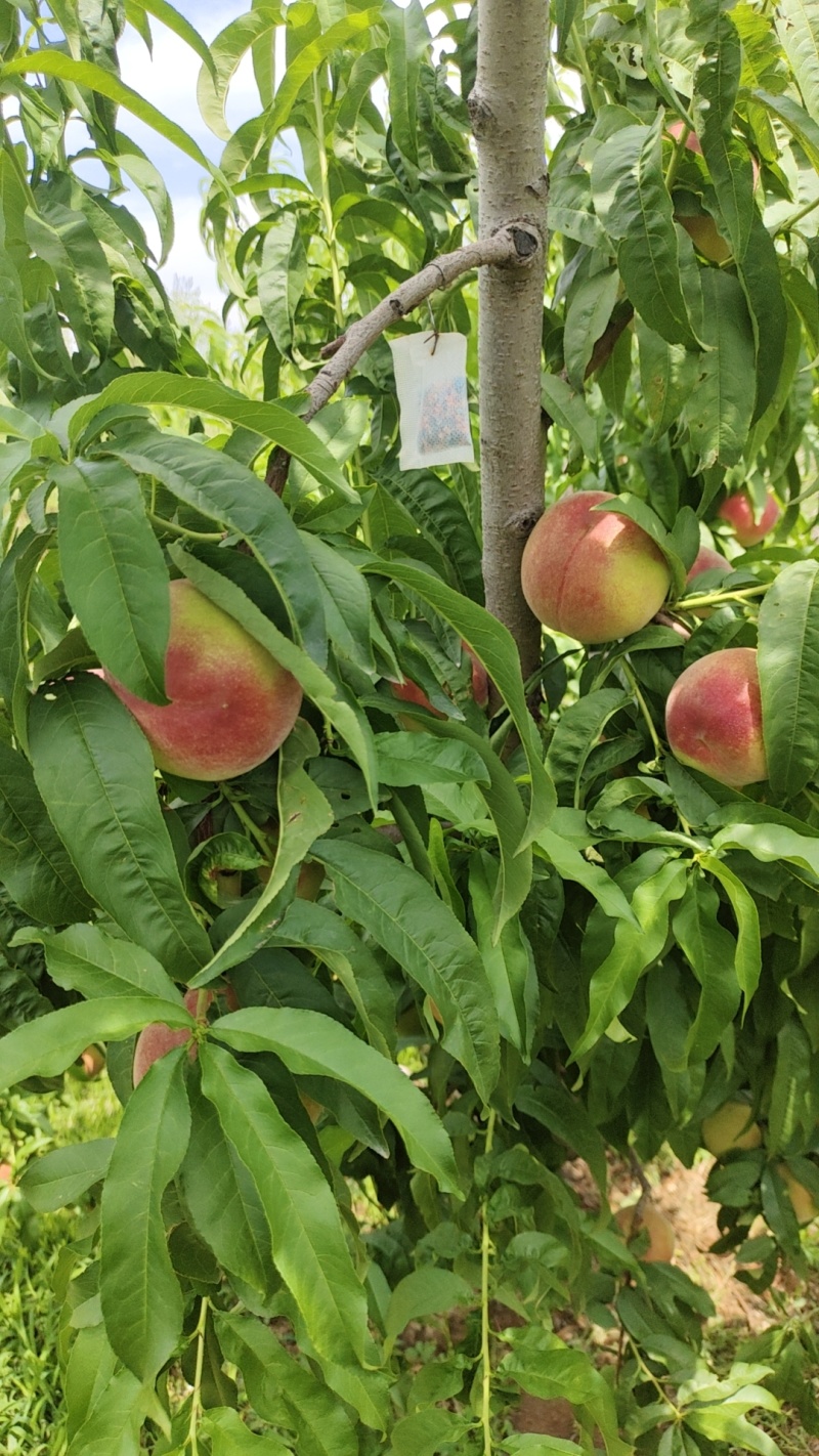 山东临朐突围蜜桃