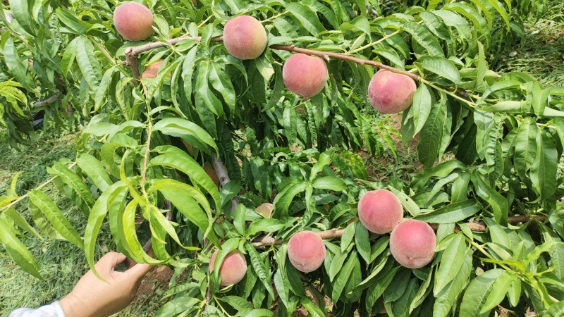 山东临朐突围蜜桃
