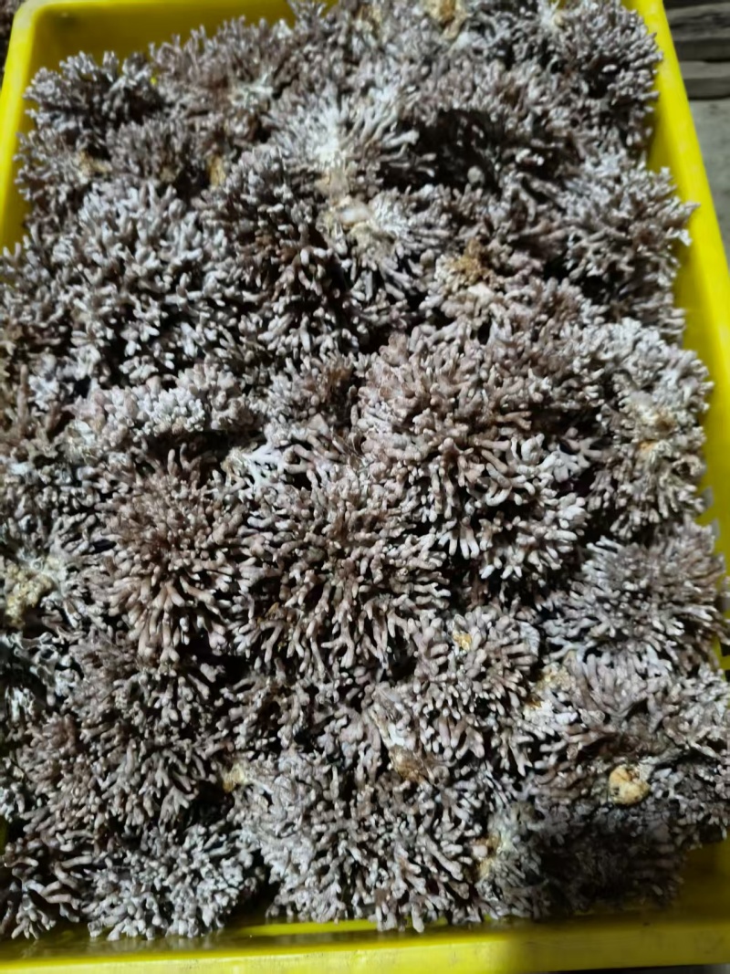 源头种植食用菌龙爪菇猫爪菇新鲜时令菌子自产自销现货基地直