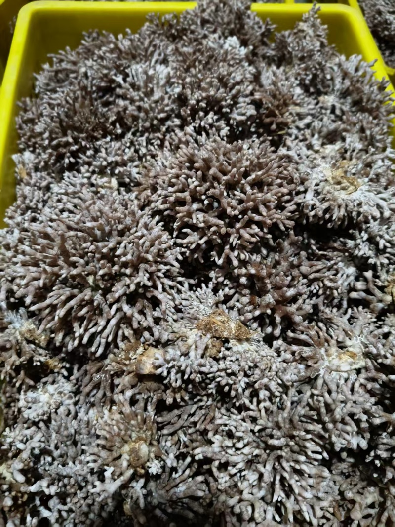 源头种植食用菌龙爪菇猫爪菇新鲜时令菌子自产自销现货基地直