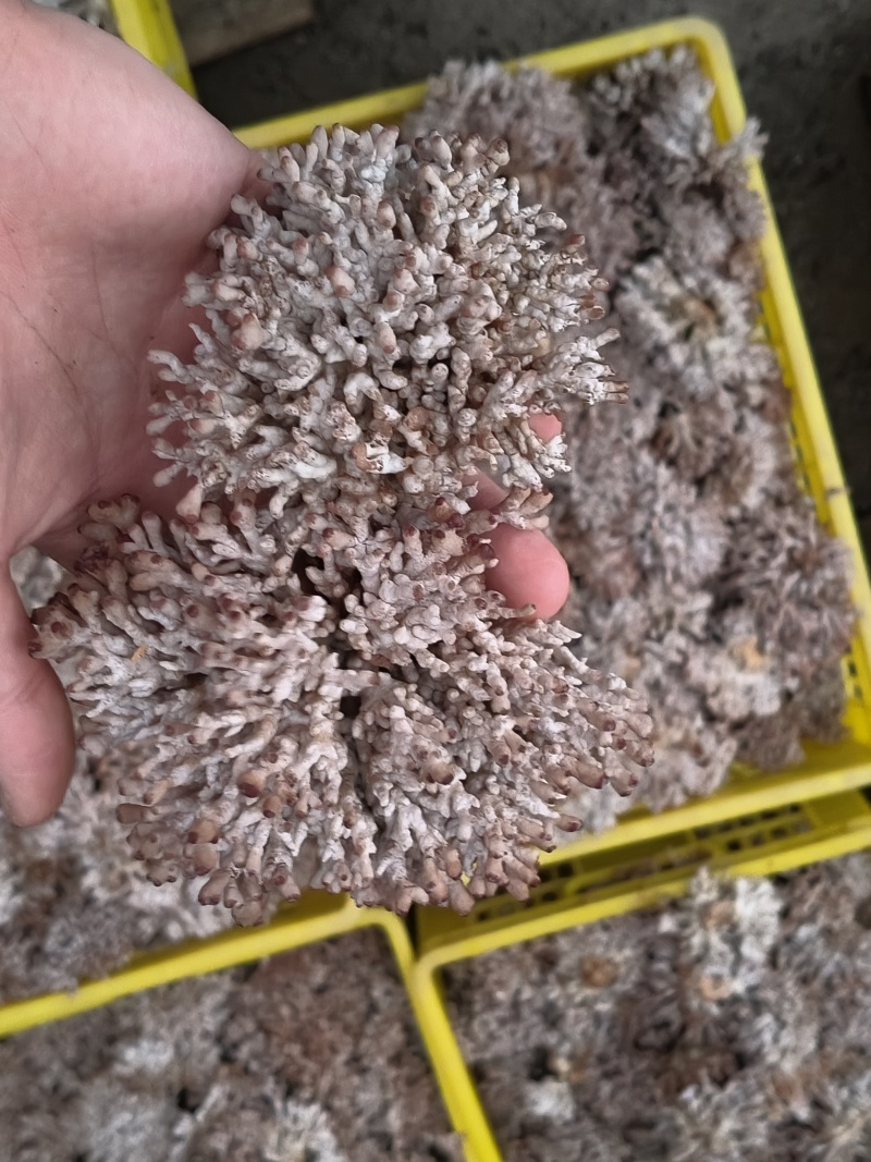源头种植食用菌龙爪菇猫爪菇新鲜时令菌子自产自销现货基地直