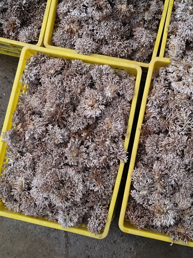 源头种植食用菌龙爪菇猫爪菇新鲜时令菌子自产自销现货基地直