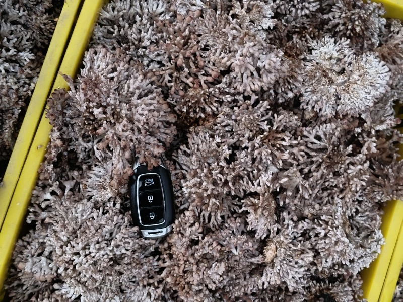 源头种植食用菌龙爪菇猫爪菇新鲜时令菌子自产自销现货基地直