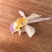 花茶紫皮石斛花