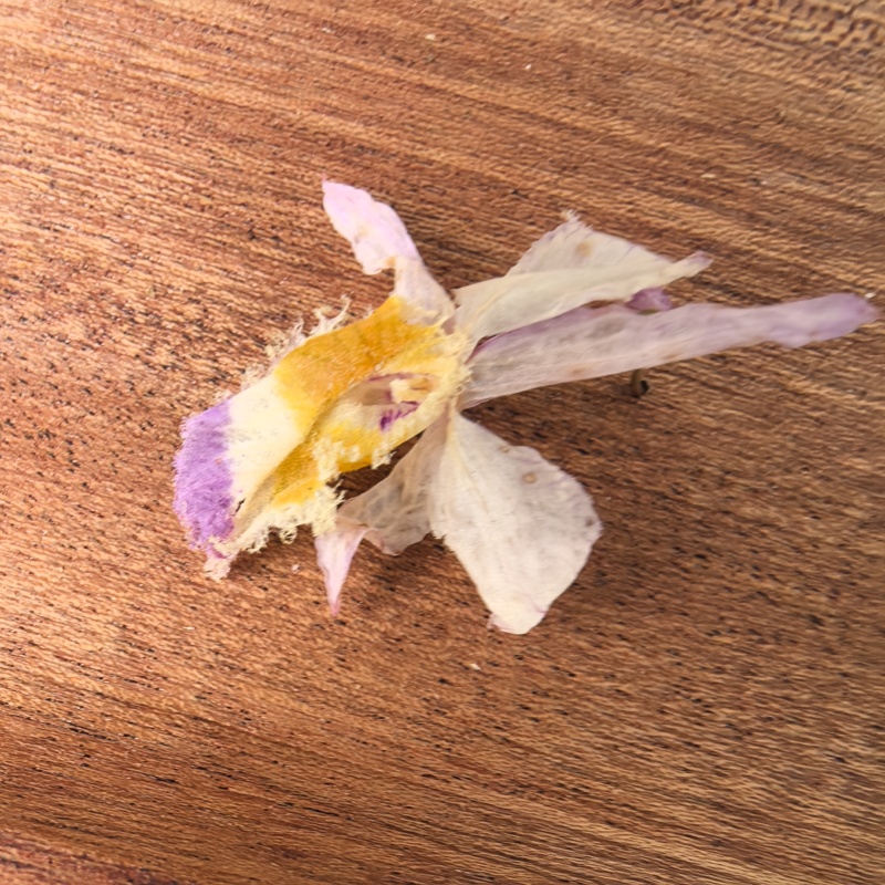 花茶紫皮石斛花