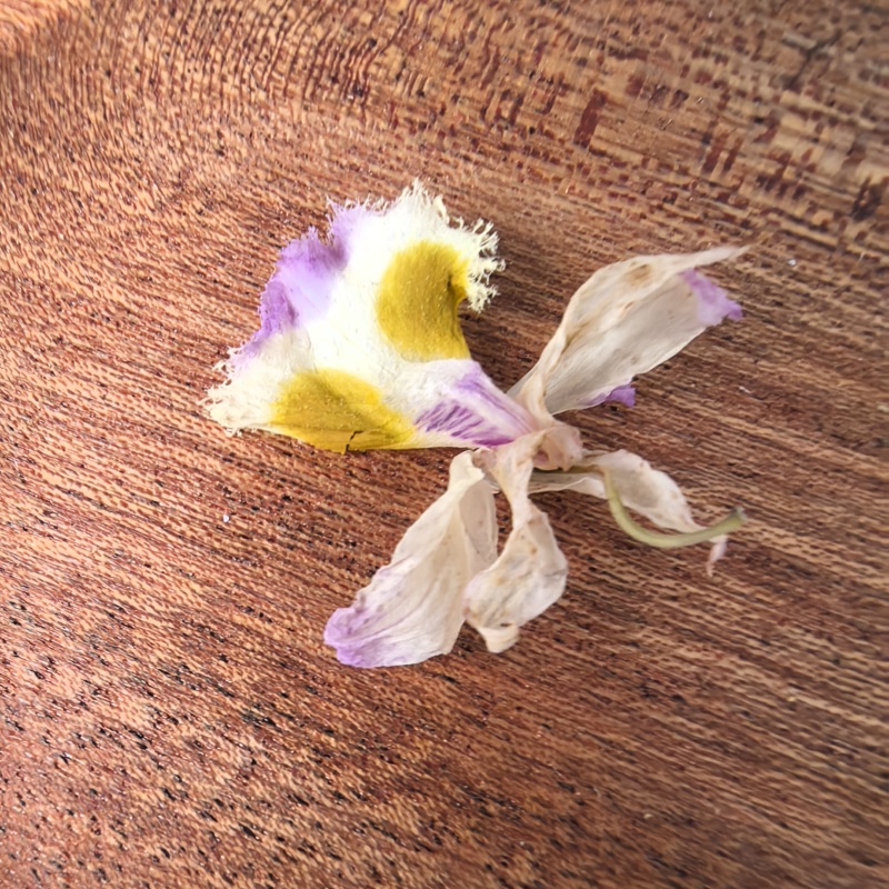 花茶紫皮石斛花