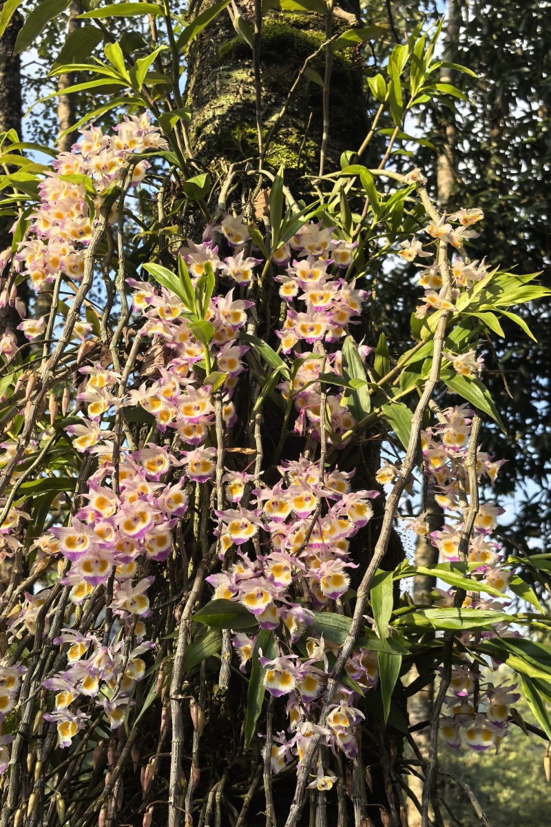 花茶紫皮石斛花