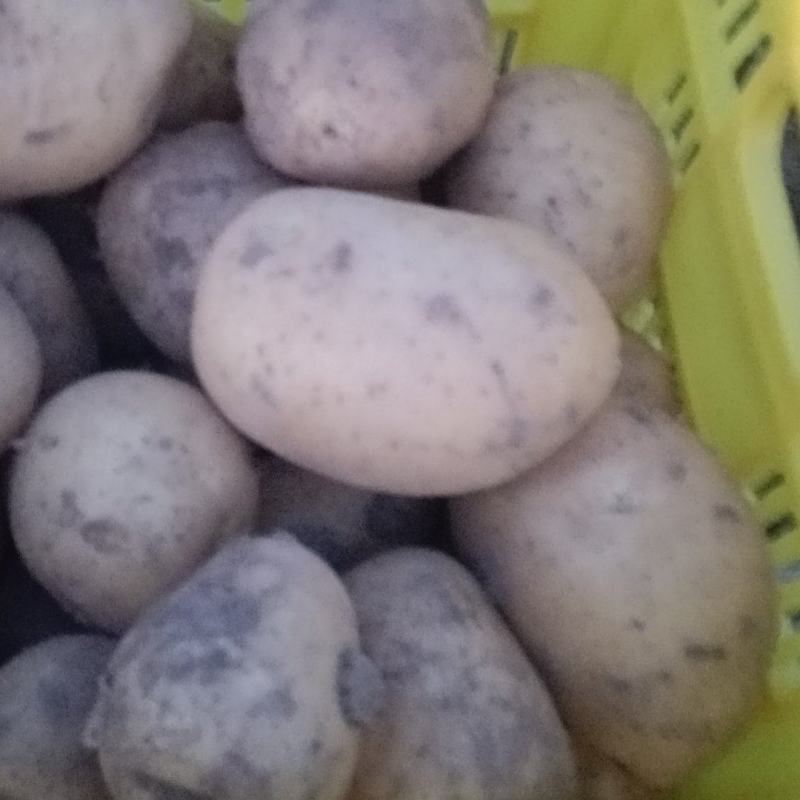 兴平洋芋大量供应中，需要请联系