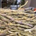 铁皮石斛烤条安徽霍山一级特级野外生长